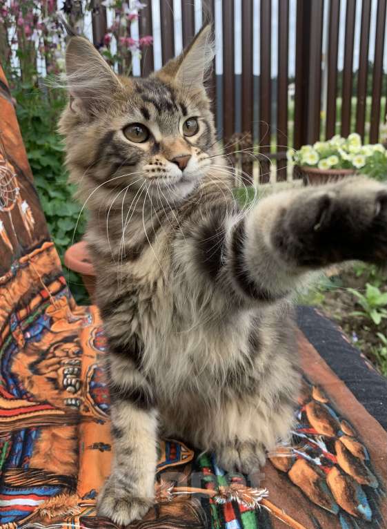 Кошки в других городах Ленинградской области: Котёнок мейн кун из питомника Мальчик, 45 000 руб. - фото 2