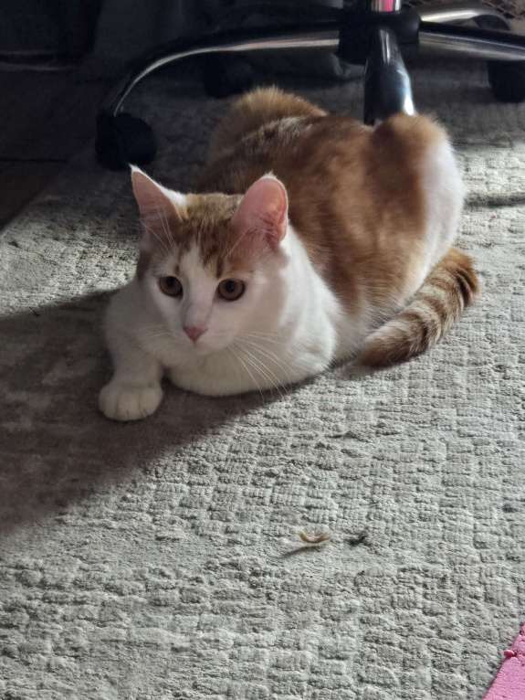 Кошки в Москве: Котик в добрые руки Мальчик, Бесплатно - фото 2