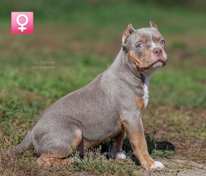 Собаки в Новосибирске: Девочка Американский булли щенок Девочка, Бесплатно - фото 4