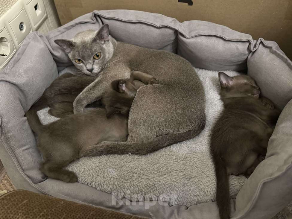 Кошки в Москве: Котенок-девочка европейская бурманская Девочка, 120 000 руб. - фото 6