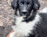 Собаки в Солнечногорске: Арамис Мальчик, Бесплатно - фото 2