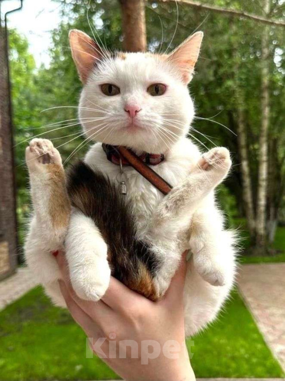 Кошки в Москве: Кошка, которую Девочка, Бесплатно - фото 4