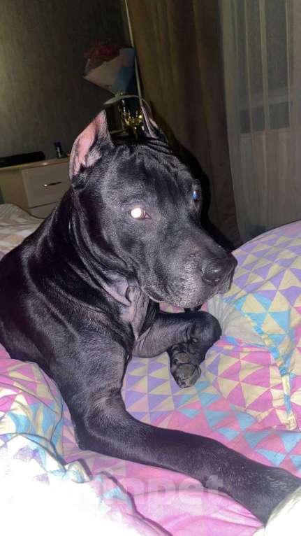 Собаки в Санкт-Петербурге: Питбуль Гром ищет дом! Мальчик, Бесплатно - фото 7