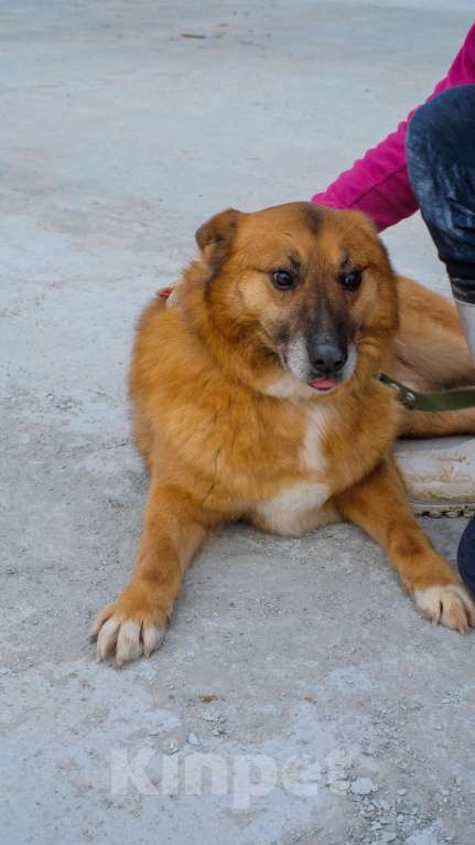 Собаки в Москве: Очаровательный Рыжуня ищет семью Мальчик, Бесплатно - фото 8