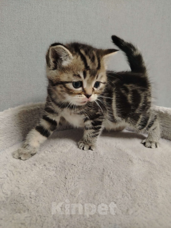 Кошки в Москве: Шотландская прямоухая девочка Девочка, 20 000 руб. - фото 1