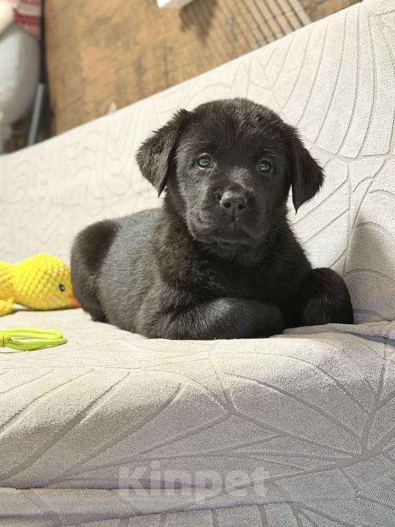 Собаки в других городах Московской области: Черный щенок лабрадора Девочка, 80 000 руб. - фото 1