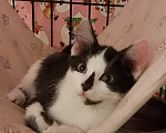 Кошки в Жуковском: Котенок девочка Семечка Девочка, Бесплатно - фото 1