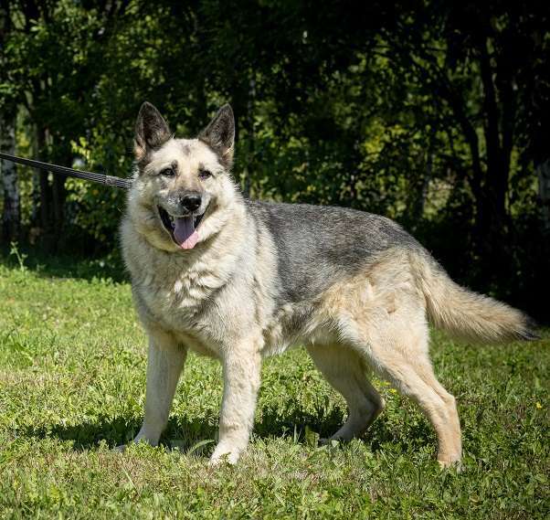 Собаки в Москве: Грэм. Метис овчара Мальчик, 1 руб. - фото 3