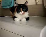Кошки в Казани: Трёхцветная кошка Девочка, 10 руб. - фото 3