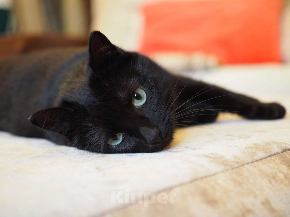 Кошки в Москве: Нежная кошка в добрые руки  Девочка, Бесплатно - фото 7