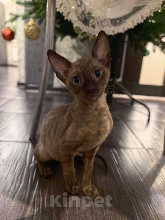 Кошки в других городах Тульской области: Жгучий шатен, разбивающий сердца Мальчик, 50 000 руб. - фото 1