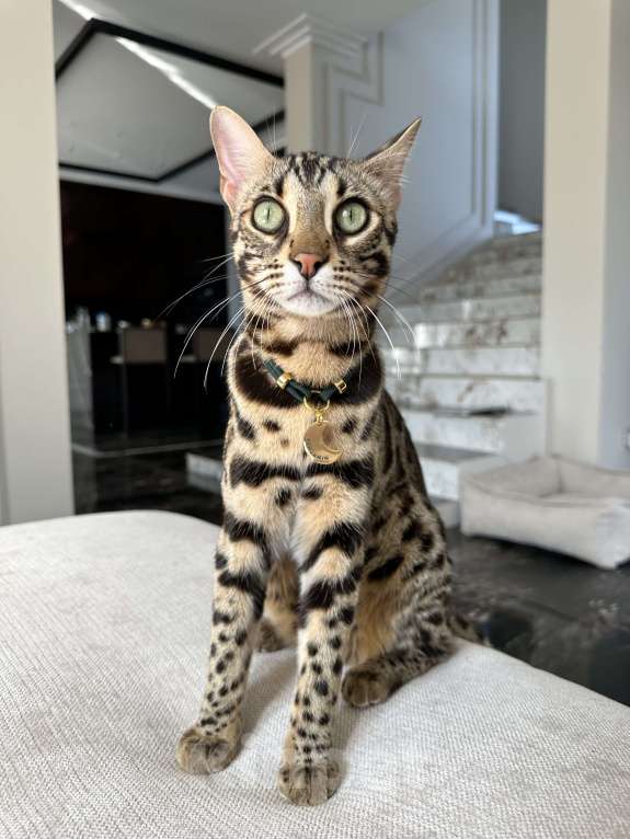 Кошки в Красногорске: Пропал кот Мальчик, Бесплатно - фото 2