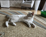 Кошки в Калтане: Отдам котика Мальчик, Бесплатно - фото 7