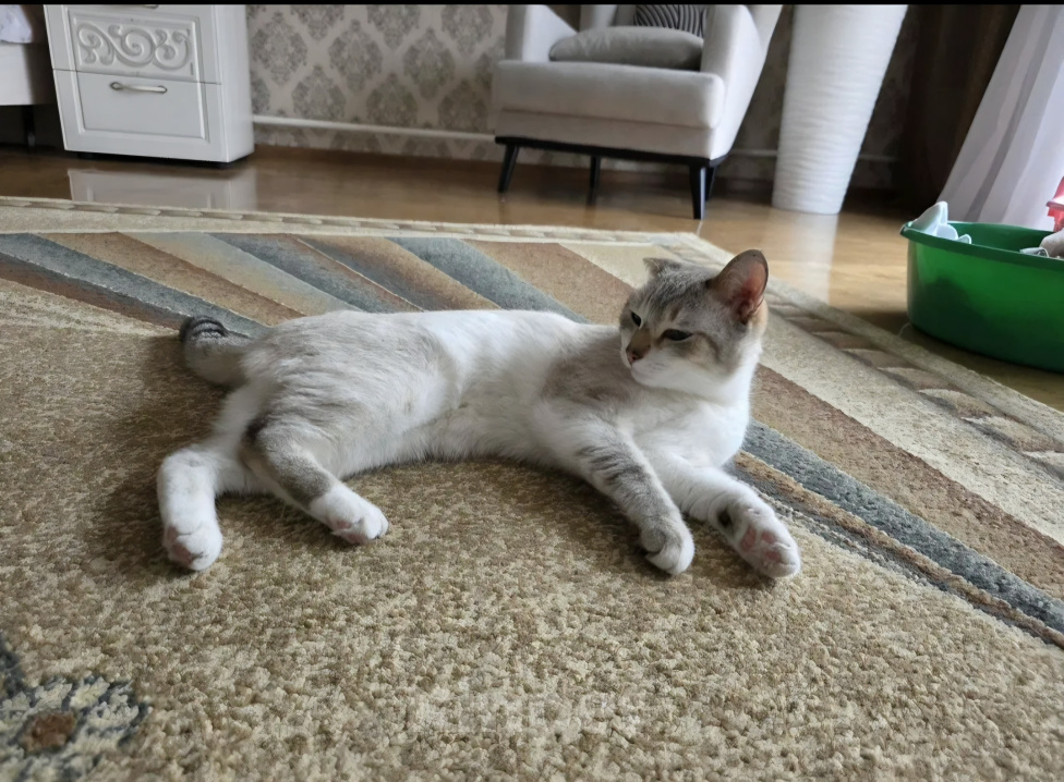 Кошки в Калтане: Отдам котика Мальчик, Бесплатно - фото 7