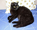 Кошки в Москве: Черная жемчужина Бусинка, ласковый котенок-подросток в добрые руки Девочка, Бесплатно - фото 3