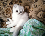 Кошки в Теберде: Шотландские котята окрас серебристая шиншилла, 5 000 руб. - фото 2