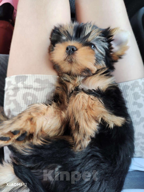 Собаки в Рубцовске: Очаровательный малыш йорк с документами РКФ Мальчик, 35 000 руб. - фото 3