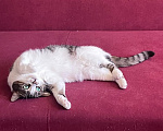 Кошки в Санкт-Петербурге: Кошка Милка ищет дом Девочка, Бесплатно - фото 1