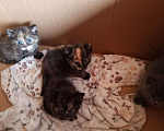Кошки в Солнечногорске: Котенок 1 Девочка, Бесплатно - фото 3