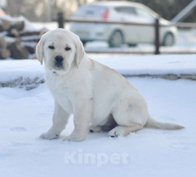 Собаки в Задонске: Мальчик Лабрадорчик Мальчик, 60 000 руб. - фото 4