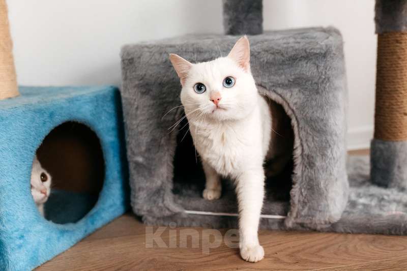 Кошки в Москве: Белый синеглазый кот Топаз в добрые руки Мальчик, 1 руб. - фото 4