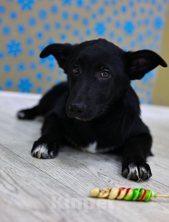 Собаки в Москве: Щенки бесплатно в Москве Мальчик, Бесплатно - фото 8