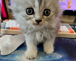 Кошки в Екатеринбурге: Кошечка шотландская скоттиш страйт Девочка, Бесплатно - фото 4