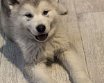 Собаки в Абакане: Щенки Аляскинского маламута Девочка, 20 000 руб. - фото 2