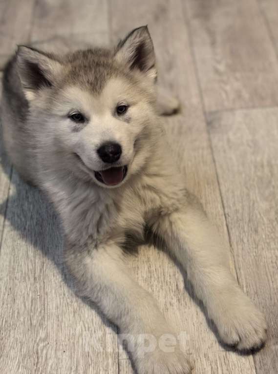 Собаки в Абакане: Щенки Аляскинского маламута Девочка, 20 000 руб. - фото 2