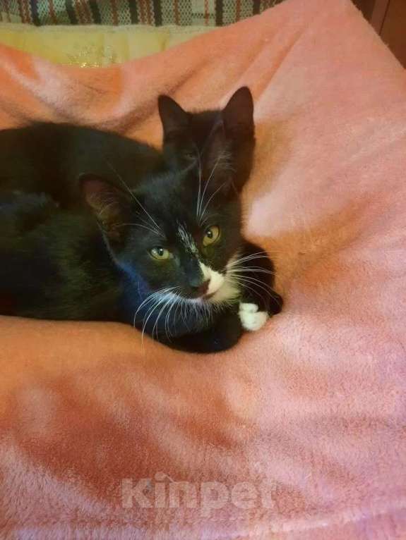 Кошки в Москве: Котята Шурик, Мия и Валентин ищут дом. Мальчик, Бесплатно - фото 3