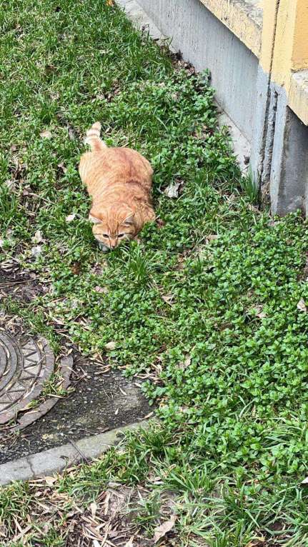 Кошки в Краснодаре: Найден рыжий кот Мальчик, Бесплатно - фото 2