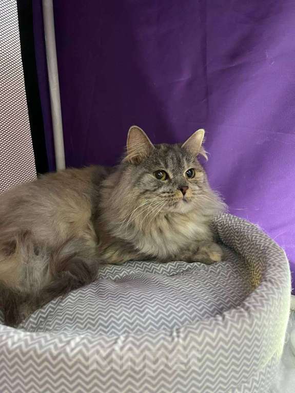 Кошки в Москве: Кошка-императрица Девочка, Бесплатно - фото 3