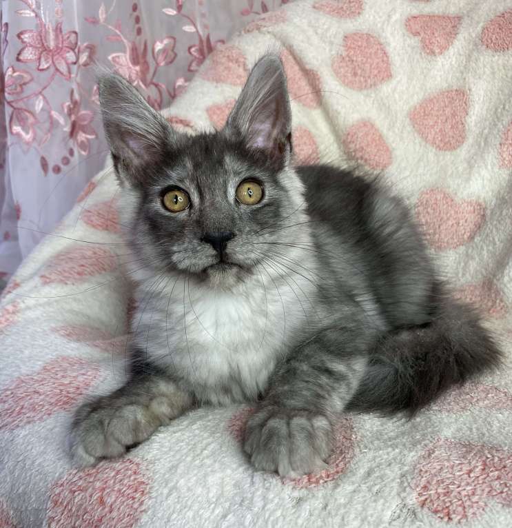 Кошки в Дмитрове: Черная дымчатая девочка мейн кун Adel Девочка, 20 000 руб. - фото 6