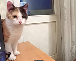 Кошки в Москве: Отдам кошку в добрые руки Девочка, Бесплатно - фото 2
