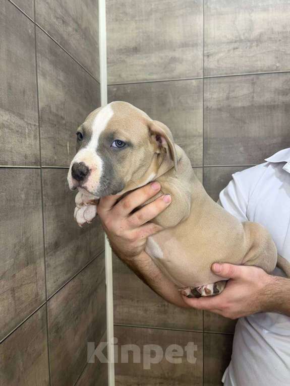 Собаки в других городах Воронежской области: Американский булли, щенок Мальчик, 60 000 руб. - фото 3