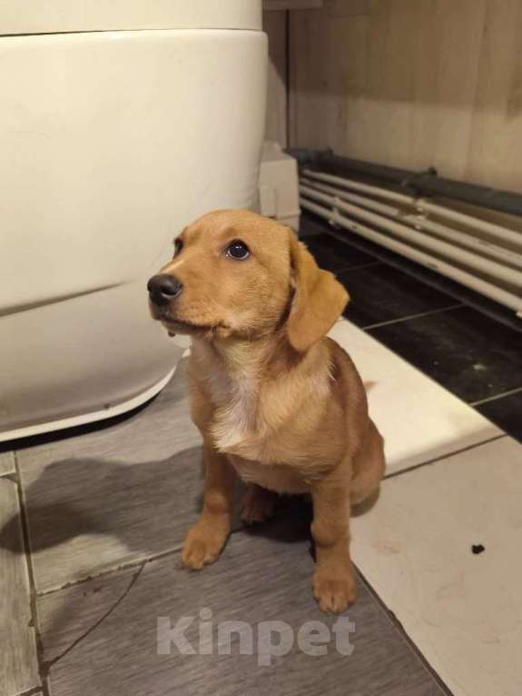 Собаки в других городах Московской области: Щенок Лисёна ищет дом Девочка, Бесплатно - фото 1