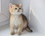 Кошки в Ульяновске:  Британские котята Девочка, Бесплатно - фото 1