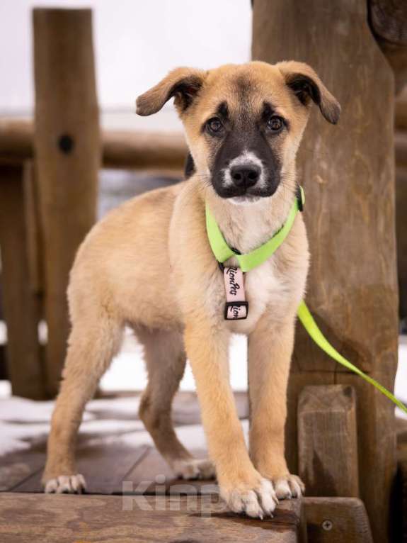 Собаки в Москве: Маленькое счастье - щенок Тишка ищет дом! Девочка, Бесплатно - фото 2