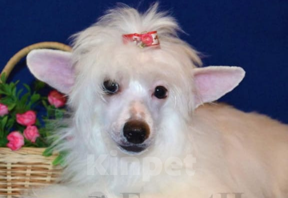 Собаки в Москве: Щенок китайской хохлатой собаки Девочка, 20 000 руб. - фото 4