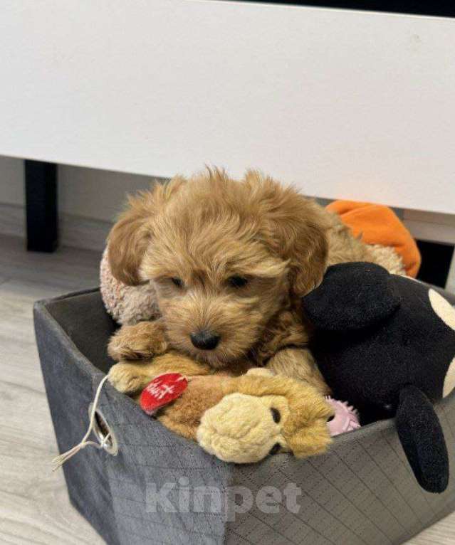 Собаки в Самаре: Мальтипу щенки 3 месяца Разнополые, 29 000 руб. - фото 2