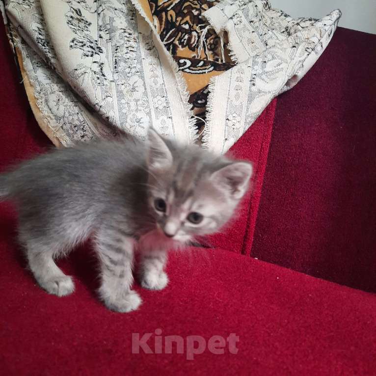 Кошки в Пятигорске: 4 милых котенка, 3 мальчика и девочка Девочка, Бесплатно - фото 4