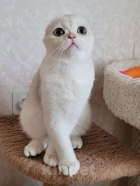 Кошки в Москве: Marsel MilkaMax  Мальчик, 35 000 руб. - фото 3