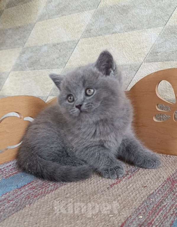 Кошки в Санкт-Петербурге: Голубой британский котенок Мальчик, 50 000 руб. - фото 4