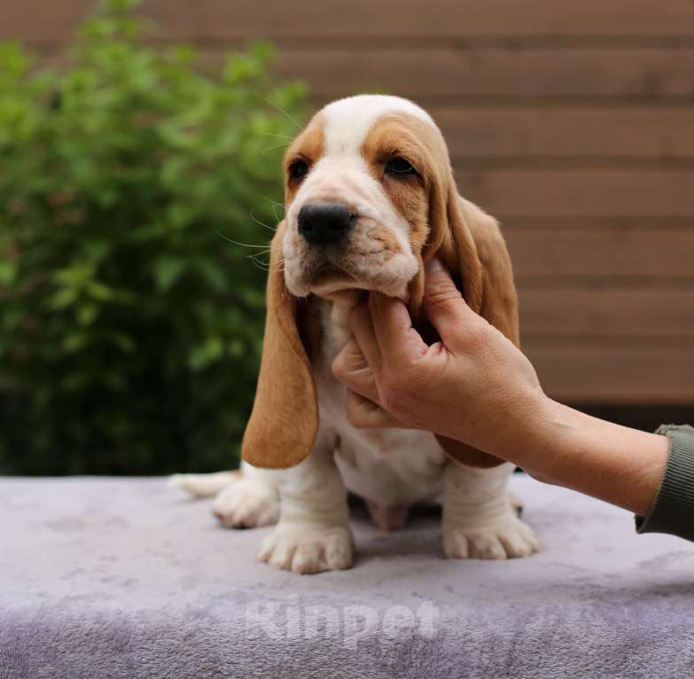 Собаки в Санкт-Петербурге: Щенки Бассета в Санкт-Петербурге Мальчик, 60 000 руб. - фото 2