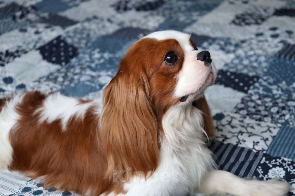 Собаки в Москве: Предлагается к продаже титулованный мальчик ККЧС Мальчик, 120 000 руб. - фото 2