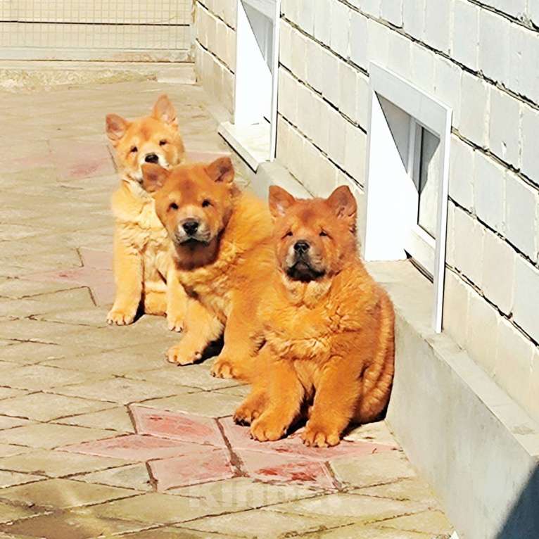 Собаки в Краснодаре: Красные красавцы смуфы Мальчик, 50 000 руб. - фото 4