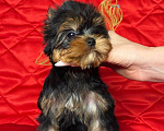 Собаки в Москве: Йоркширский терьер девочка Девочка, 85 000 руб. - фото 1