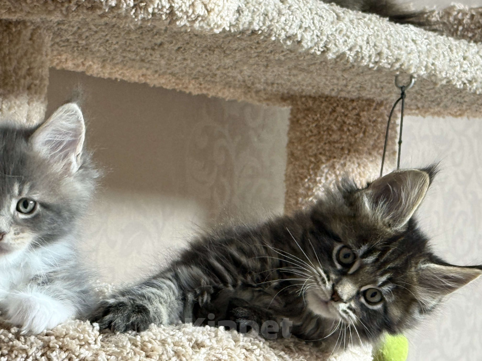 Кошки в Новосибирске: Котики Мейкун  Мальчик, 50 000 руб. - фото 2