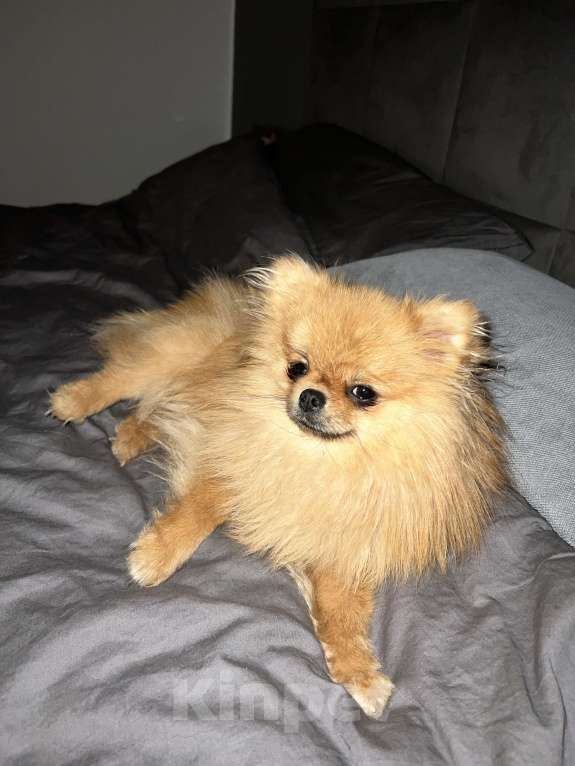 Собаки в других городах Московской области: Потерялся шпиц ! Помогите 🆘  Девочка, 10 000 руб. - фото 3