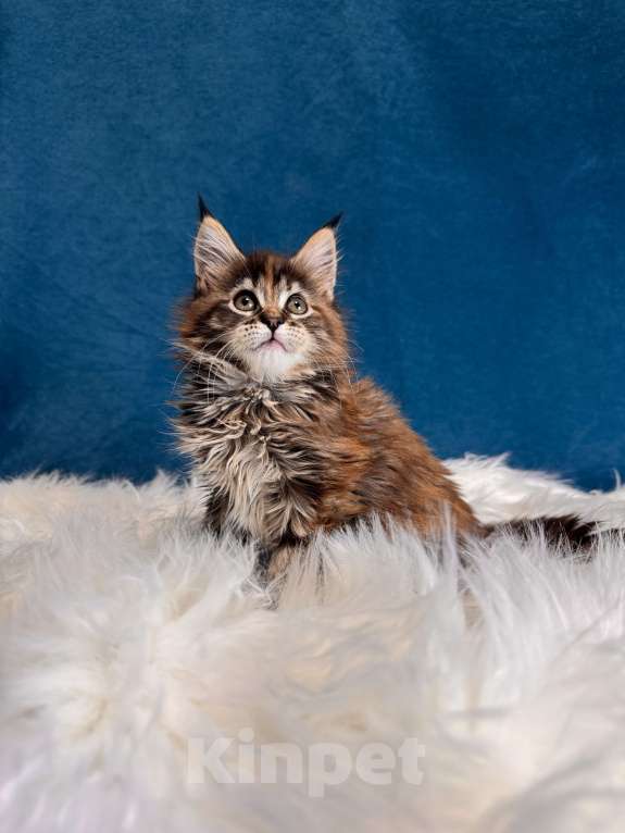 Кошки в Москве: Котенок мейн-кун, девочка Девочка, 70 000 руб. - фото 4